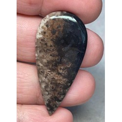 Teardrop 42x20mm Indonesian Palm Root Cabochon 30