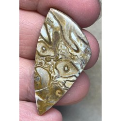 Freeform 41x21mm Agatised Palm Root Cabochon 27
