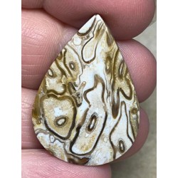 Teardrop 34x24mm Agatised Palm Root Cabochon 29