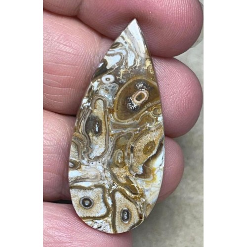Teardrop 42x19mm Agatised Palm Root Cabochon 30
