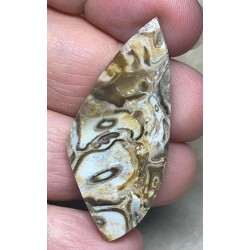 Freeform 47x20mm Agatised Palm Root Cabochon 31
