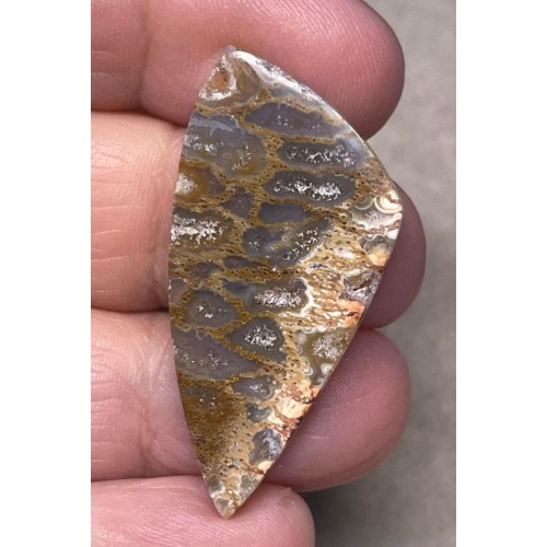 Freeform 42x20mm Petrified Pocket Root Cabochon 03