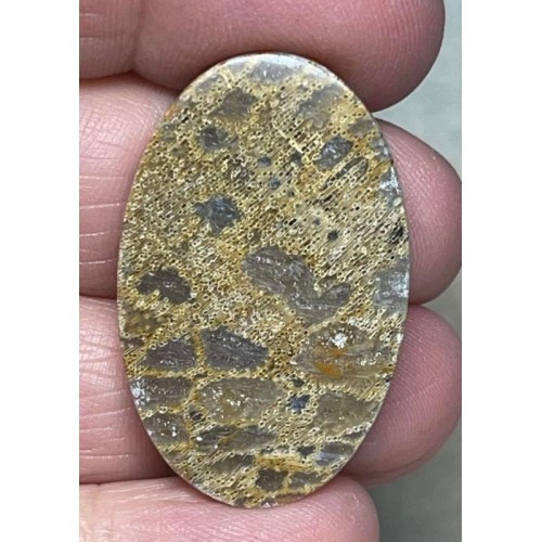 Oval 35x22mm Petrified Pocket Root Cabochon 09