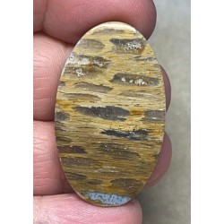 Oval 39x23mm Petrified Pocket Root Cabochon 10