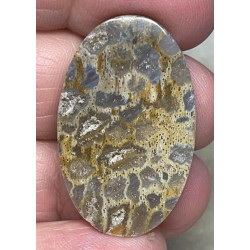 Oval 34x21mm Petrified Pocket Root Cabochon 20