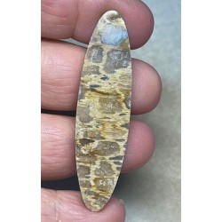 Oval 57x15mm Petrified Pocket Root Cabochon 21